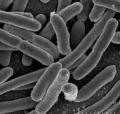 E.coli bacteria