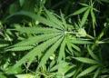Marijuana Leaves (Creative Commons)