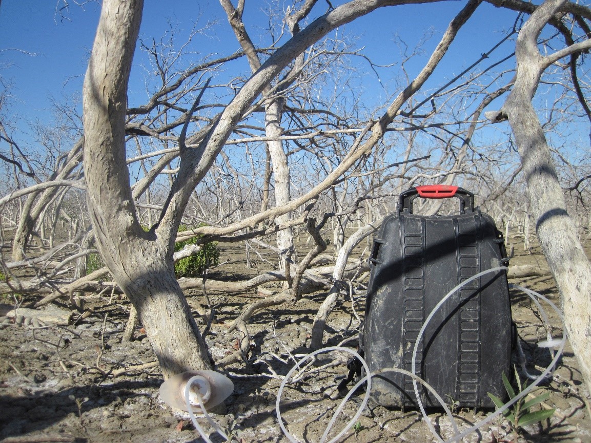 Measuring tree stem emissions from remote dead tropical-arid mangroves