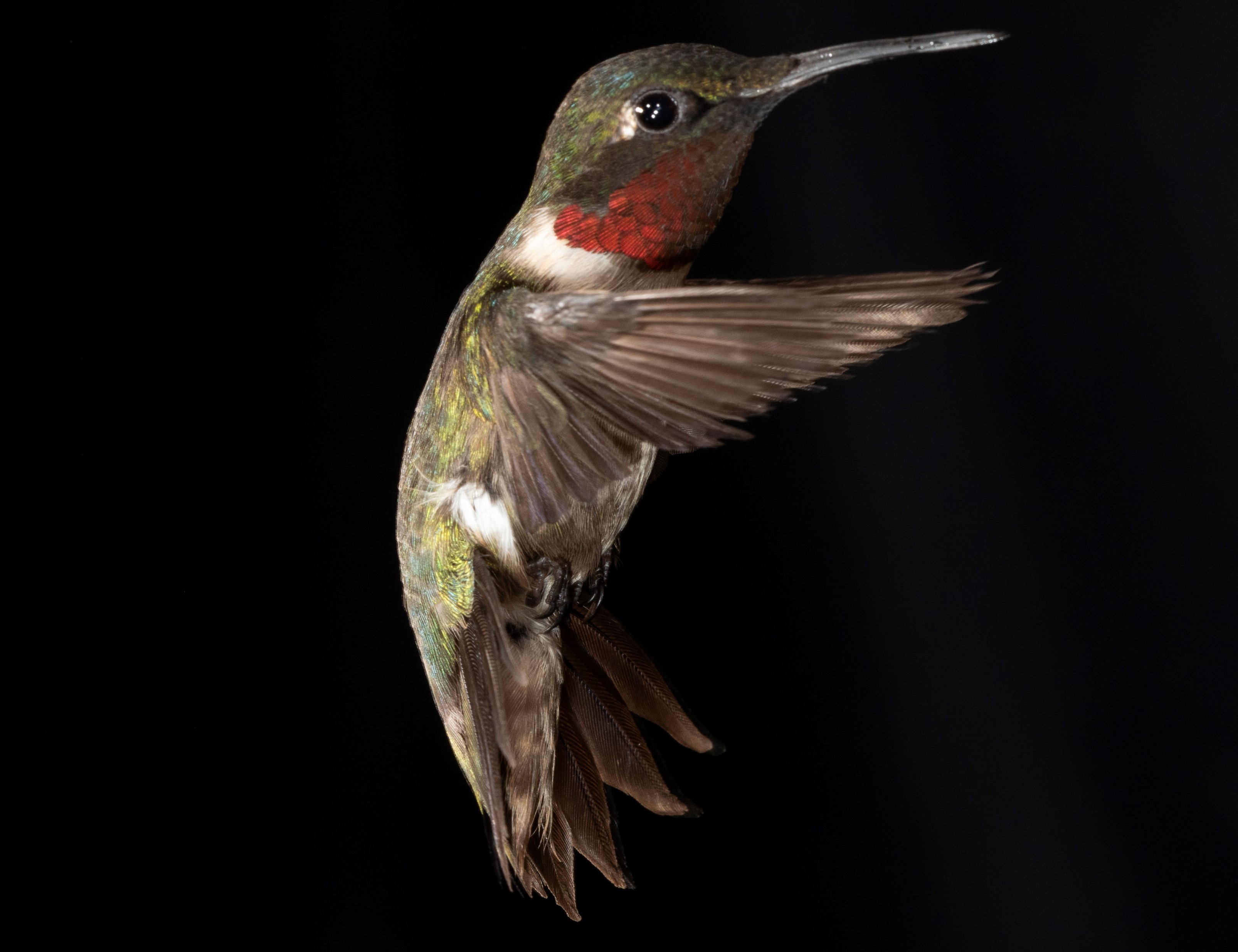 Adult Male Hummingbird